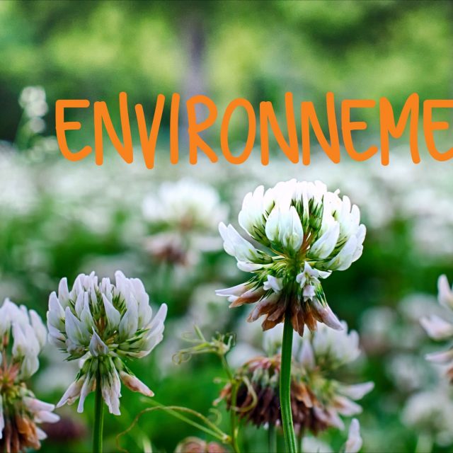 Éco-système environnement