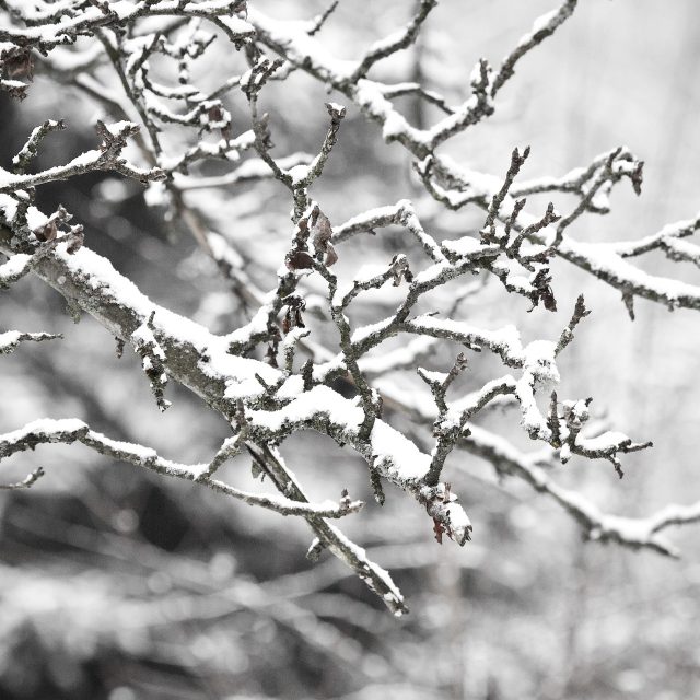 Flocon de neige