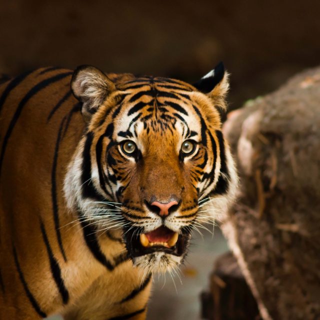 être dans l'oeil du tigre